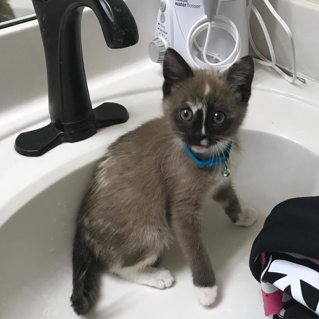 A South Bend police officer rescues lost cat during rush-hour traffic