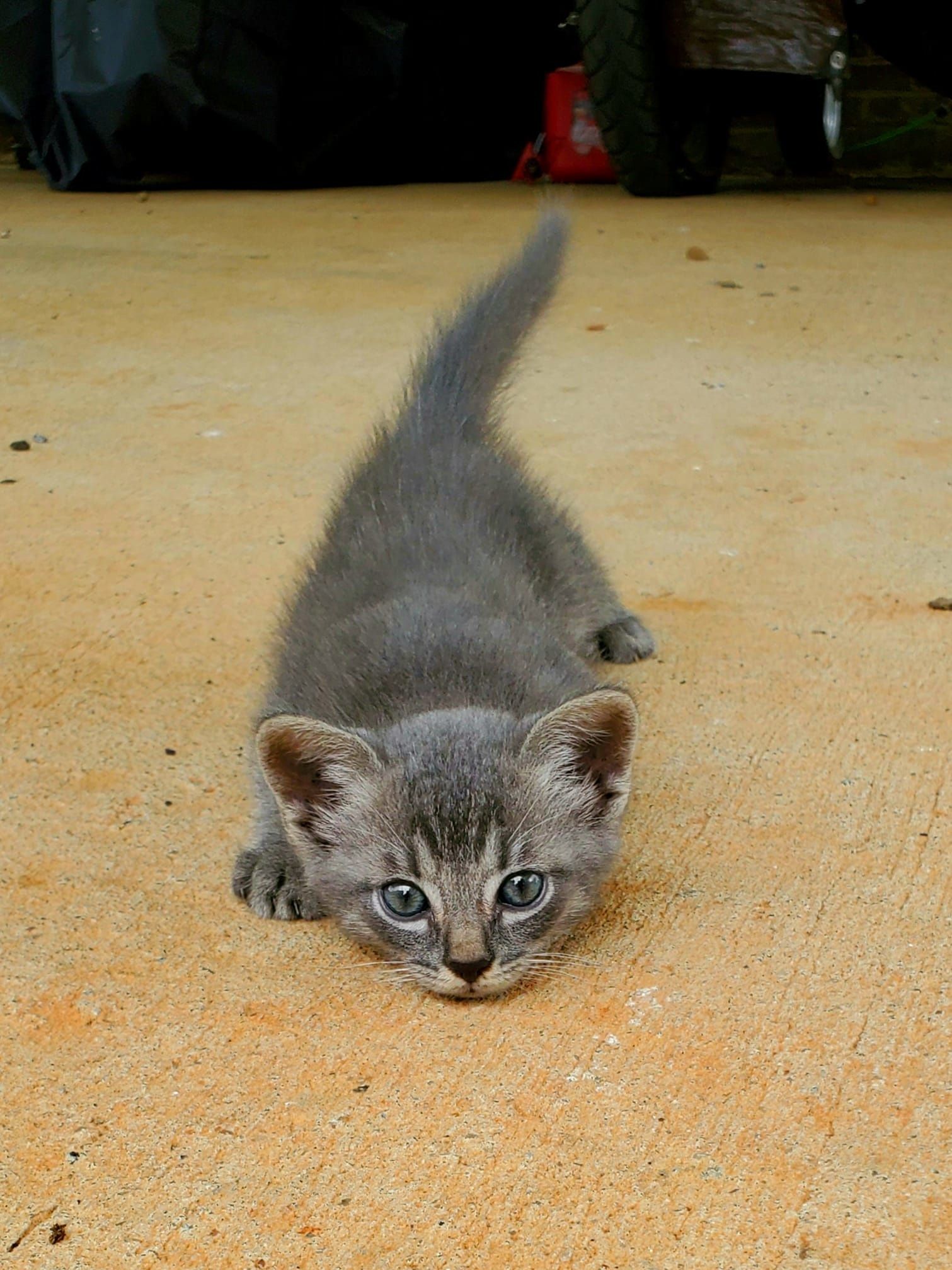 Adorable kittens audition for police cat position in Michigan - ABC News