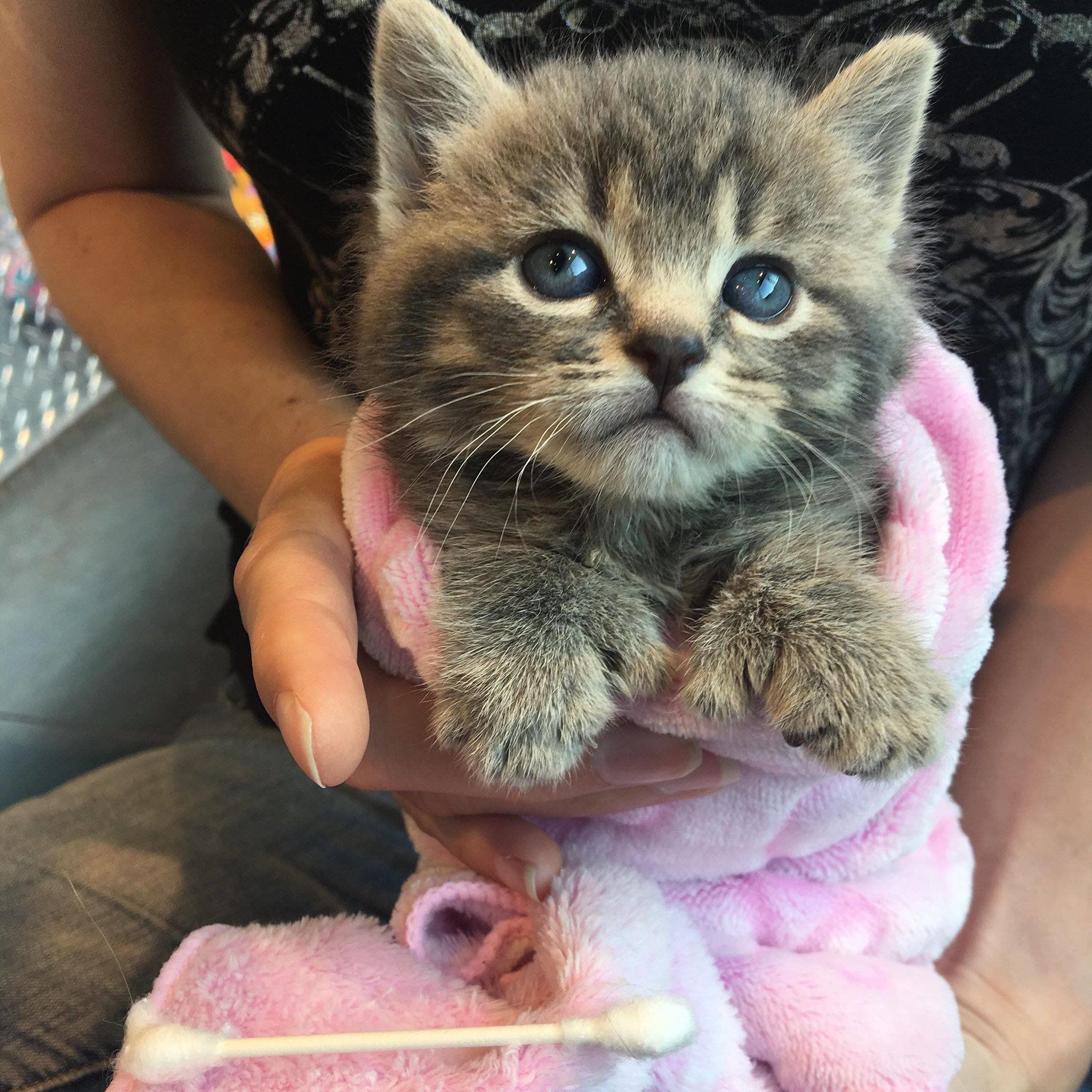 Adorable kittens audition for police cat position in Michigan - ABC News