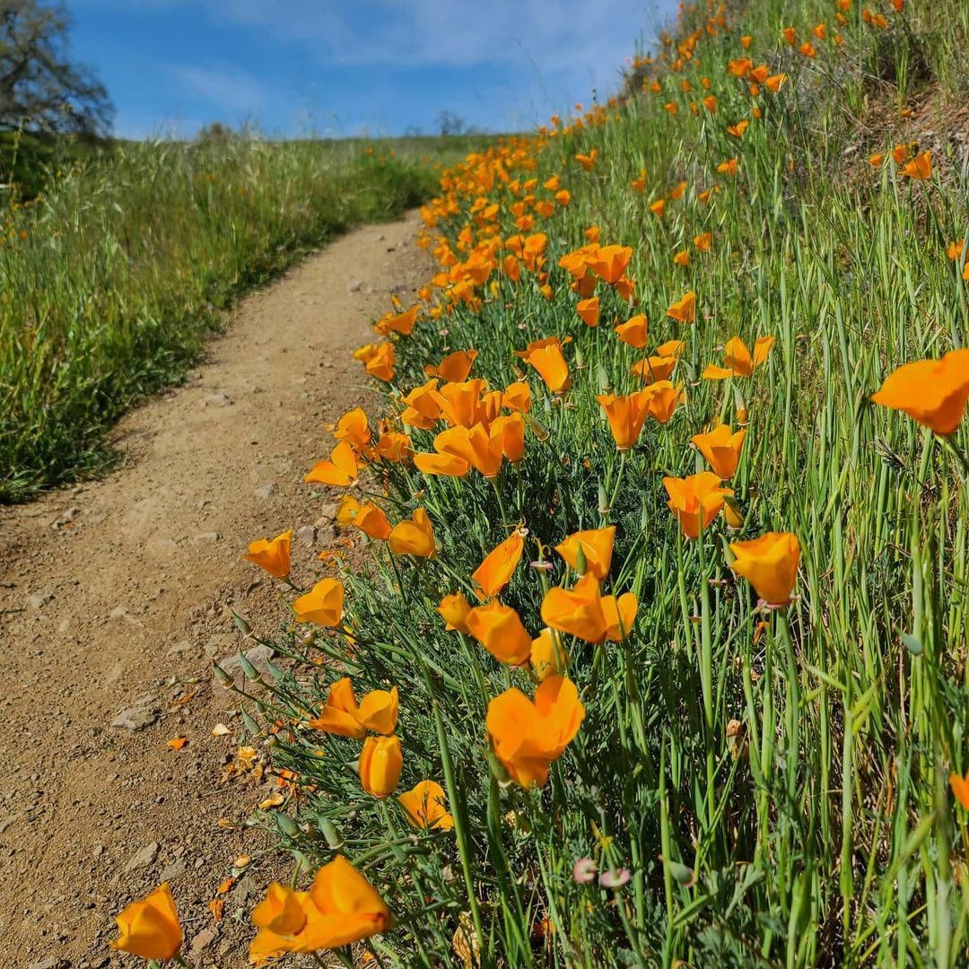 When and Where to See California Wildflowers in 2023 - AFAR