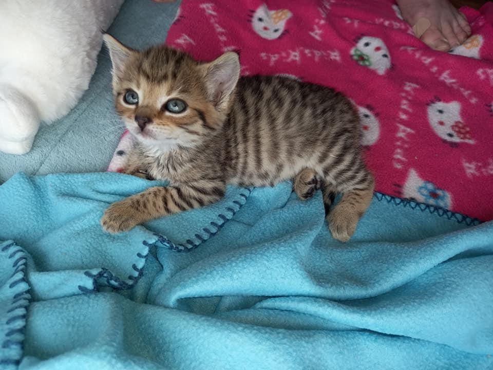 The Aspinall Foundation - This black-footed cat kitten was found wandering  alone. Its mother could not be found, so it has joined our group at Loskop  Dam Nature Reserve where it will