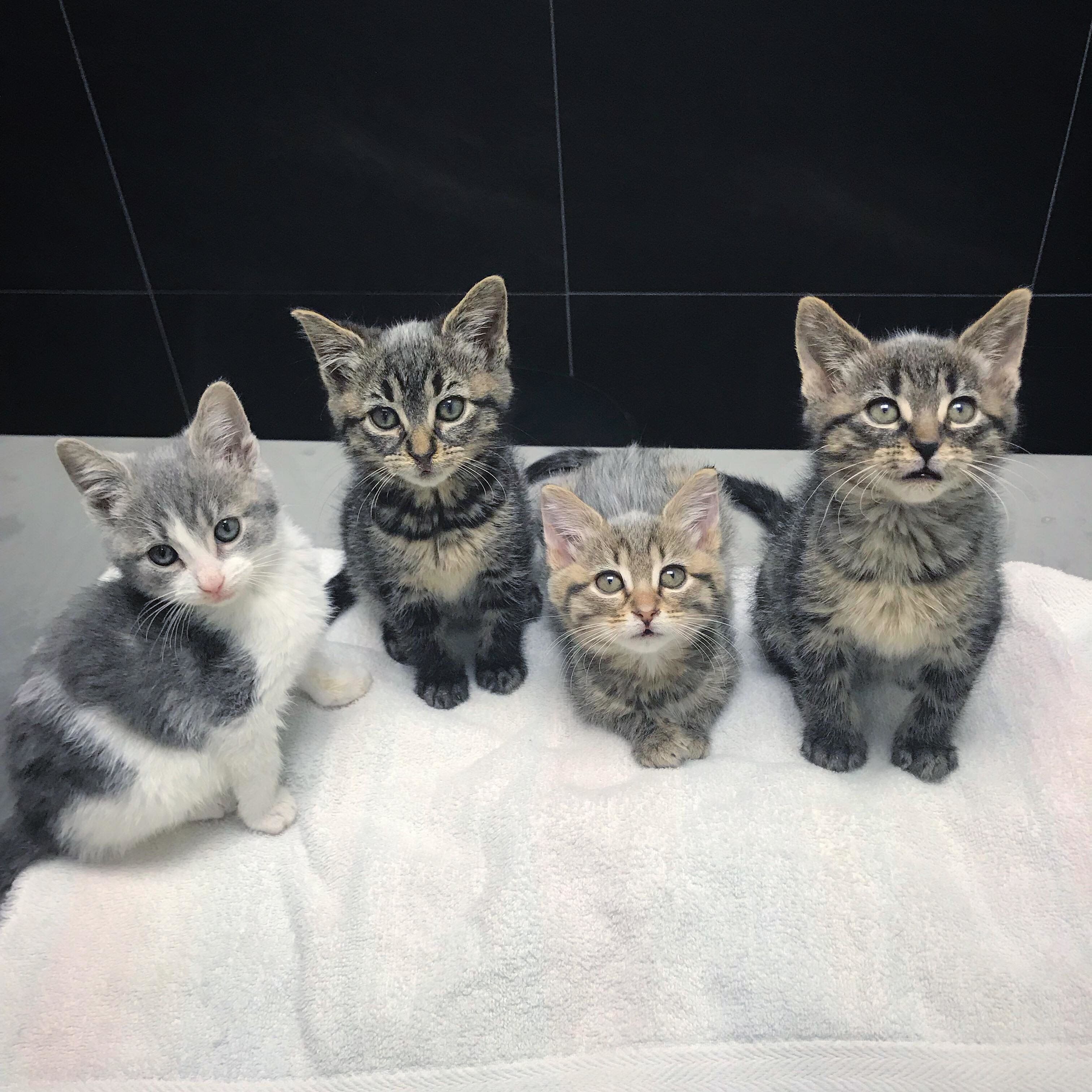 gray baby kittens