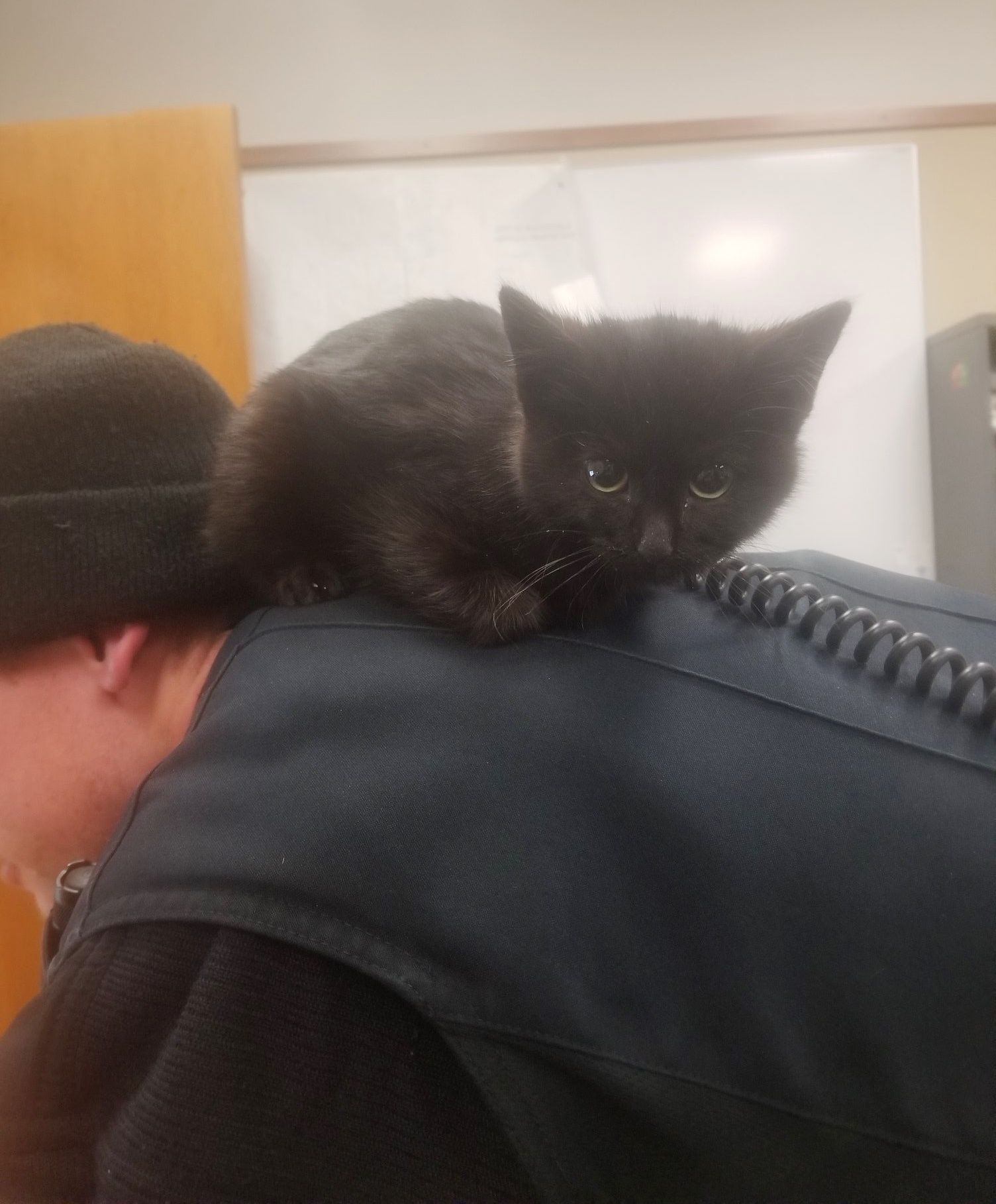 Despite allergy, Bradenton Police Officer rescues kitten