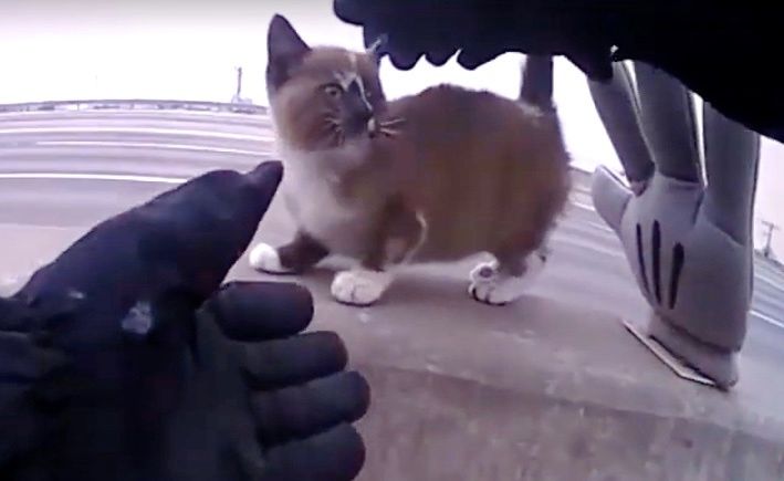 Caught on Camera: Kansas Policeman rescues cat