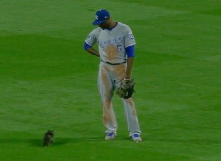 GF Baseball — After a kitten-on-the-field delay during his