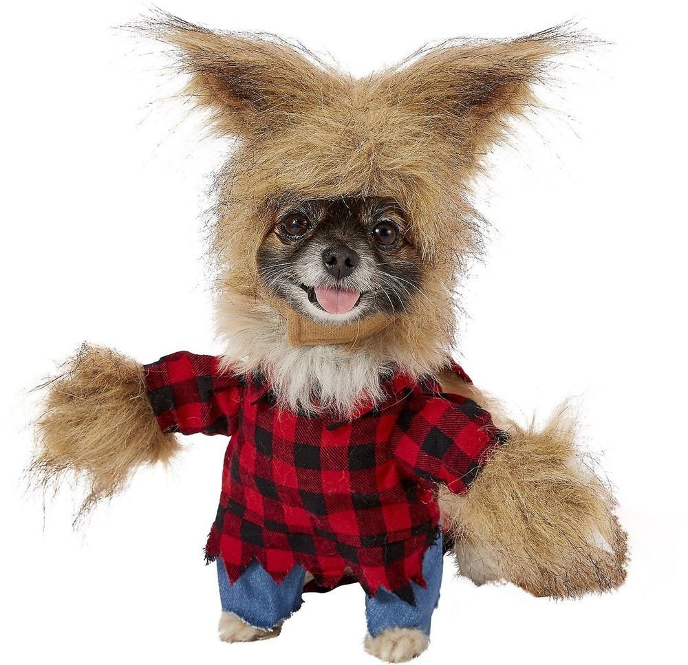 48 Dog Halloween Costume Ideas - Brit + Co - Brit + Co