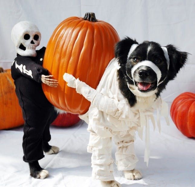 100 Genius Pet Halloween Costumes - Brit + Co