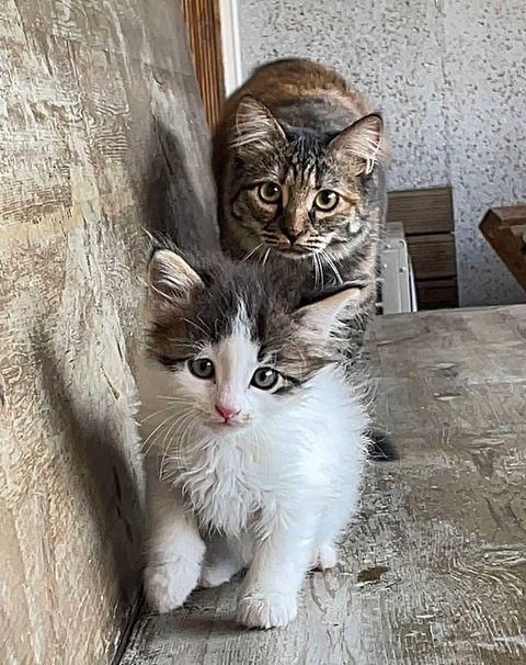 Stray Kitten Finds Police Officer To Go Home To - Love Meow