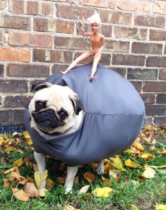 Creative Dog Costumes