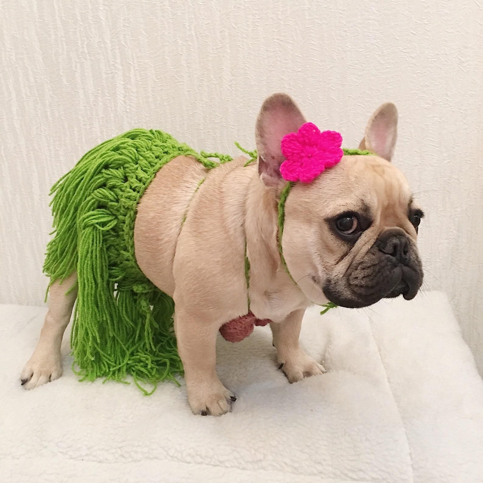 100 Genius Pet Halloween Costumes - Brit + Co