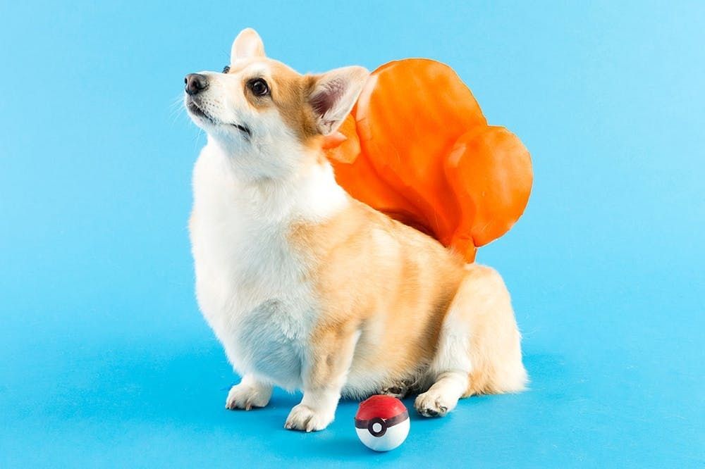 DIY Beanie Baby Costume For Dogs - Brit + Co