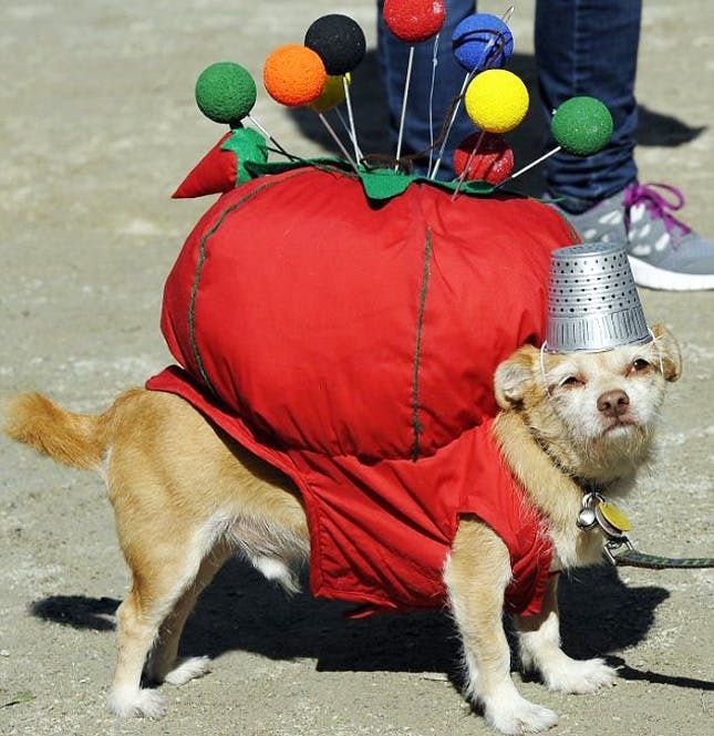 Creative Dog Costumes