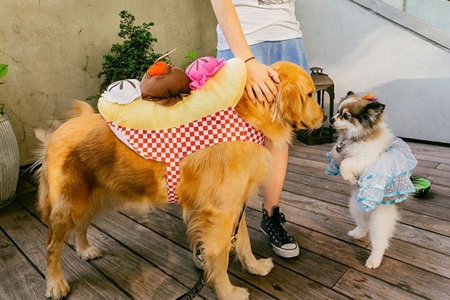 Dinner for Two  Dog halloween costumes, Dog halloween costumes