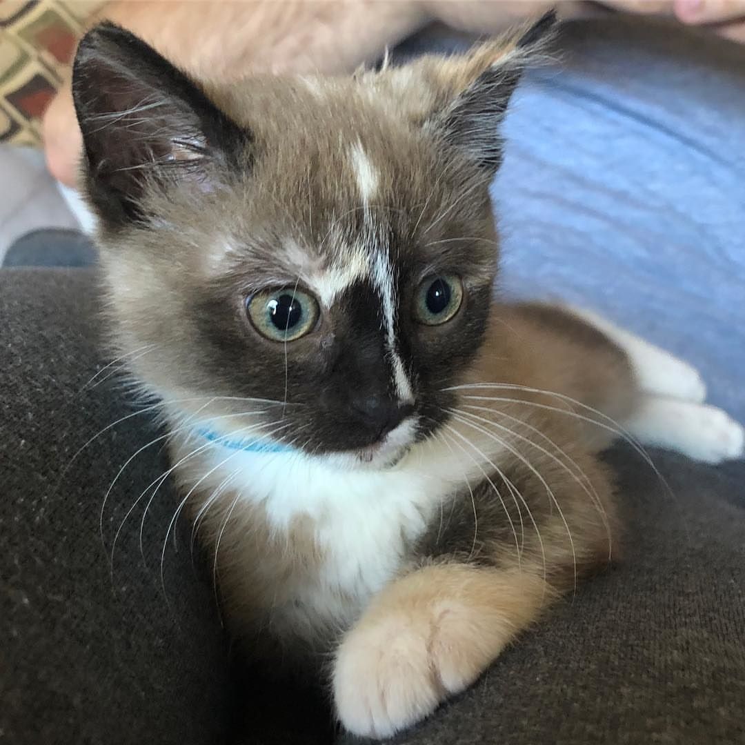 Officer Saves Kitten From Jeep Engine, Then Another Adopts Her