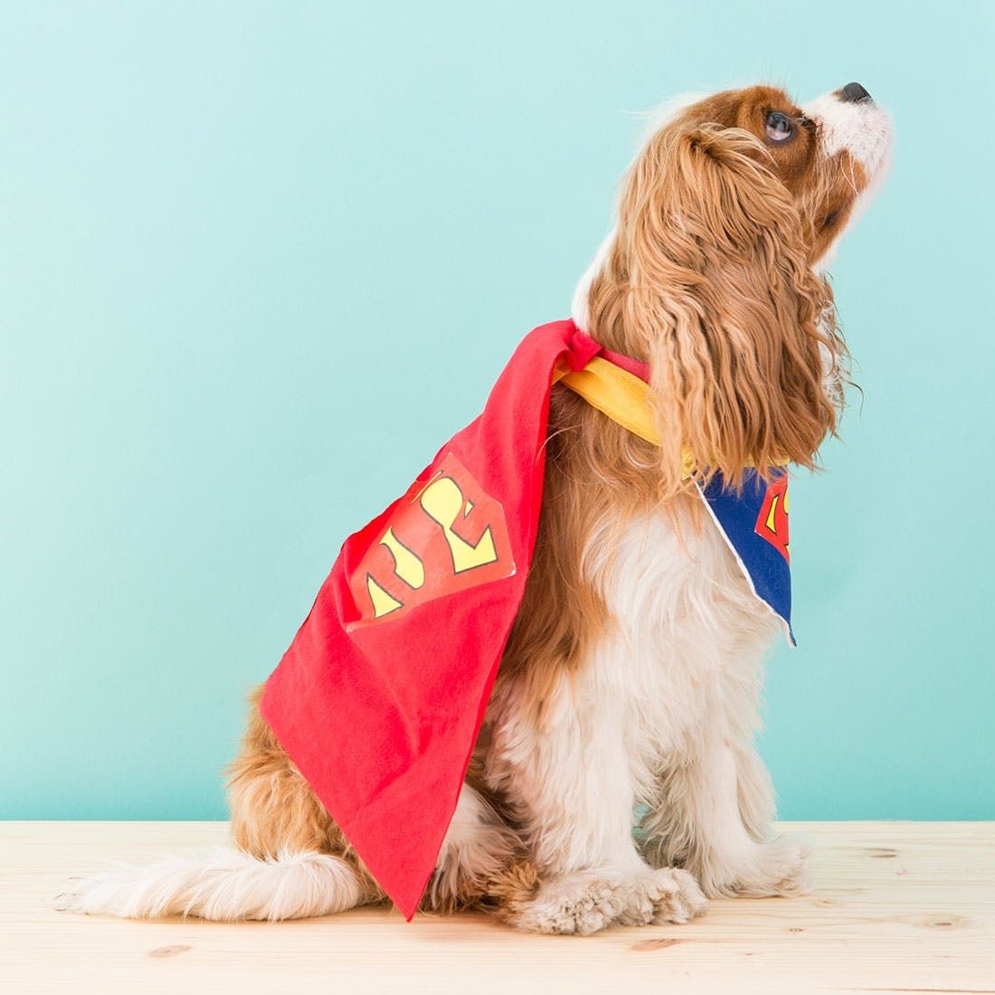 48 Dog Halloween Costume Ideas - Brit + Co - Brit + Co