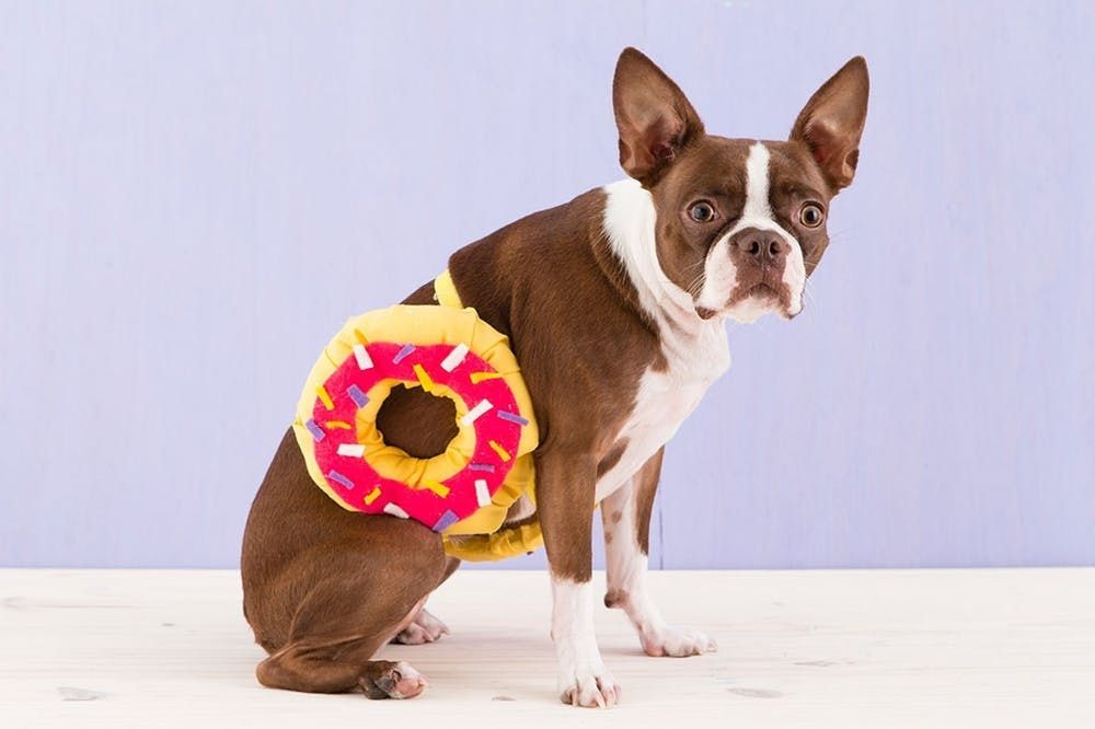 DIY Beanie Baby Costume For Dogs - Brit + Co