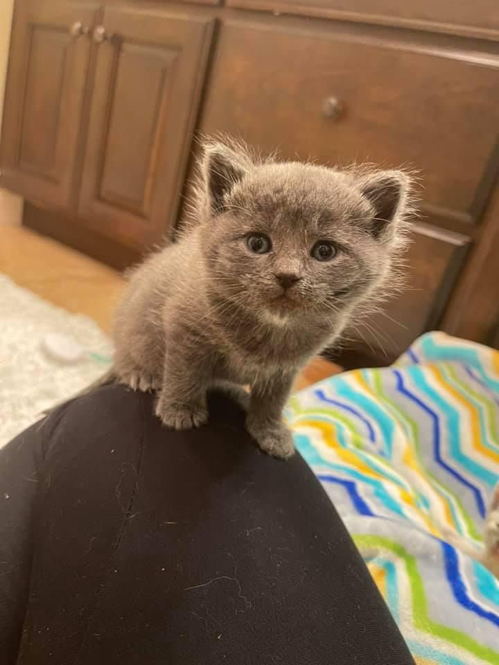 Kitten Came in a Box Left Outside in the Cold, Forms the Cutest