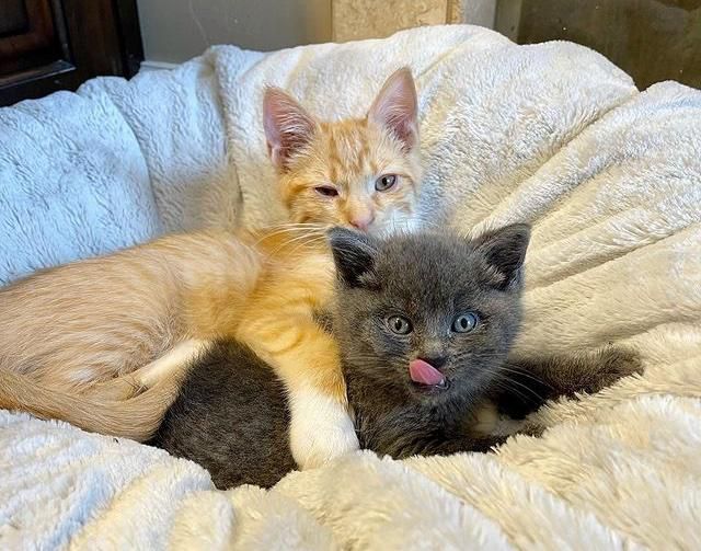 Kitten Came in a Box Left Outside in the Cold, Forms the Cutest