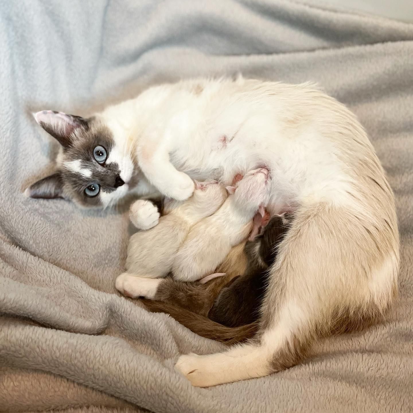 Weighing Newborn Kittens (and How This Could Save Their Lives) - TheCatSite