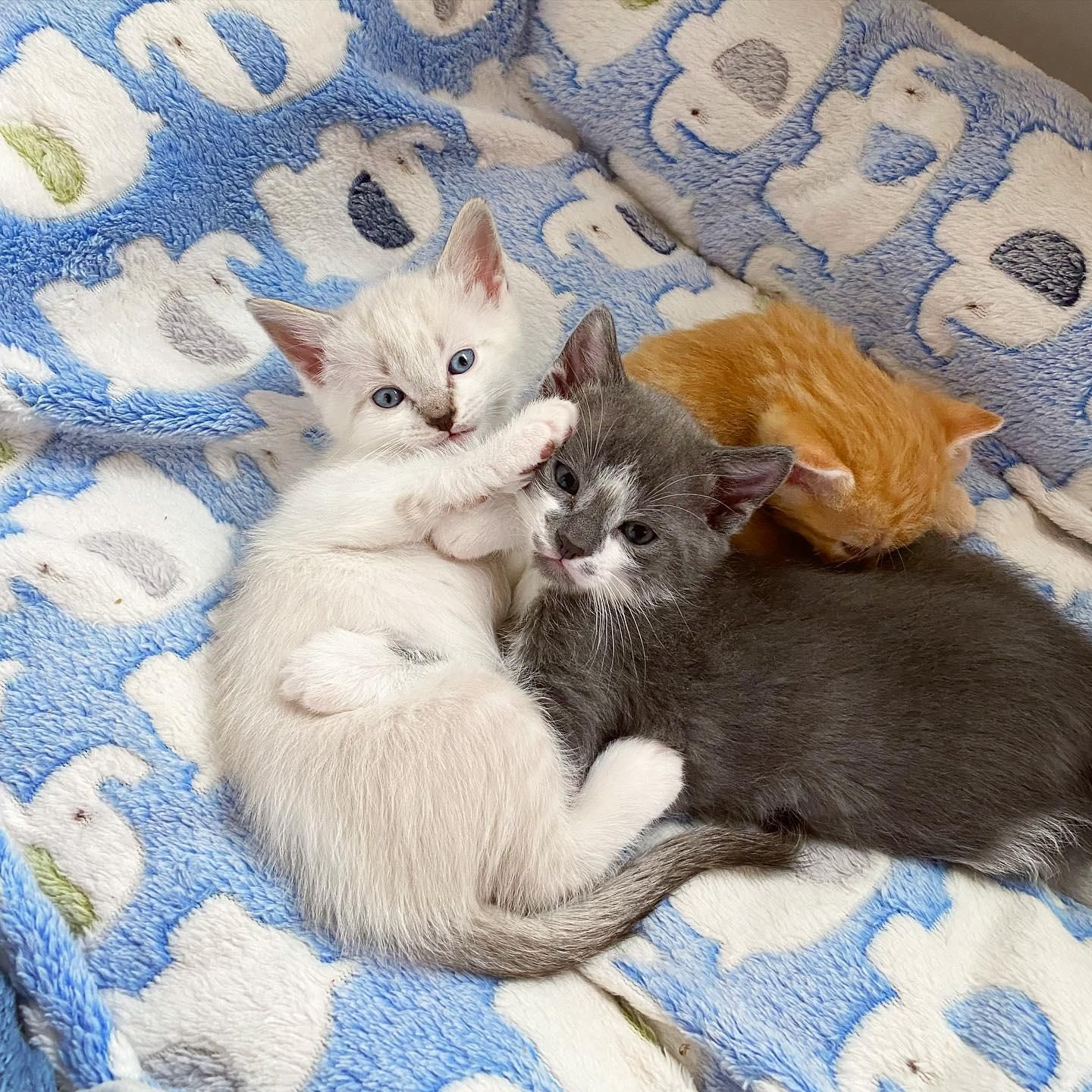 Weighing Newborn Kittens (and How This Could Save Their Lives) - TheCatSite