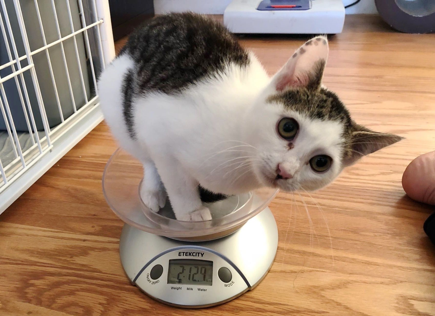 How to weigh your kitten: 1. Put her in a bowl on a kitchen scale. 2. Take  a bunch of pictures because she looks cute as heck. 3. Forget to record her