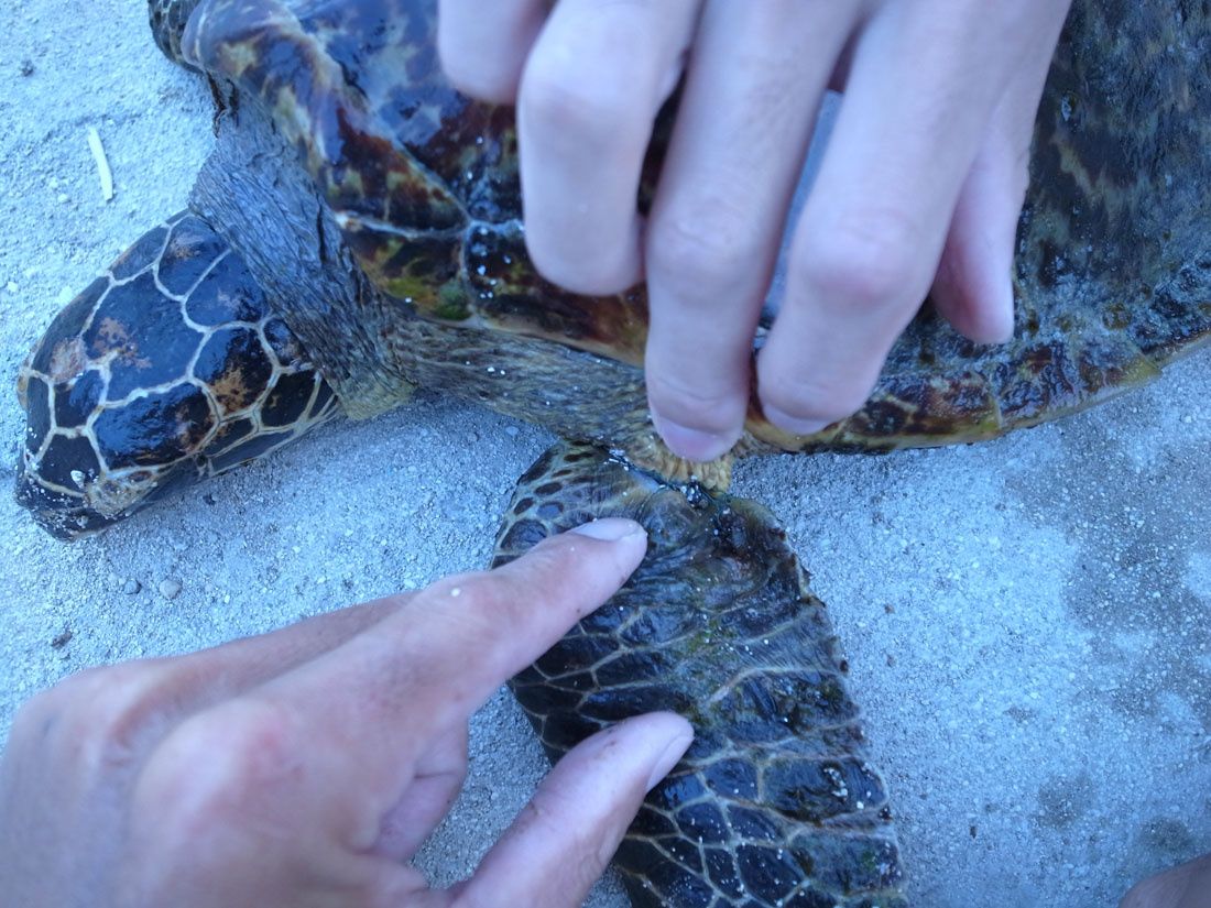 How Heartbreaking Turtle Video Sparked Plastic Straw Bans