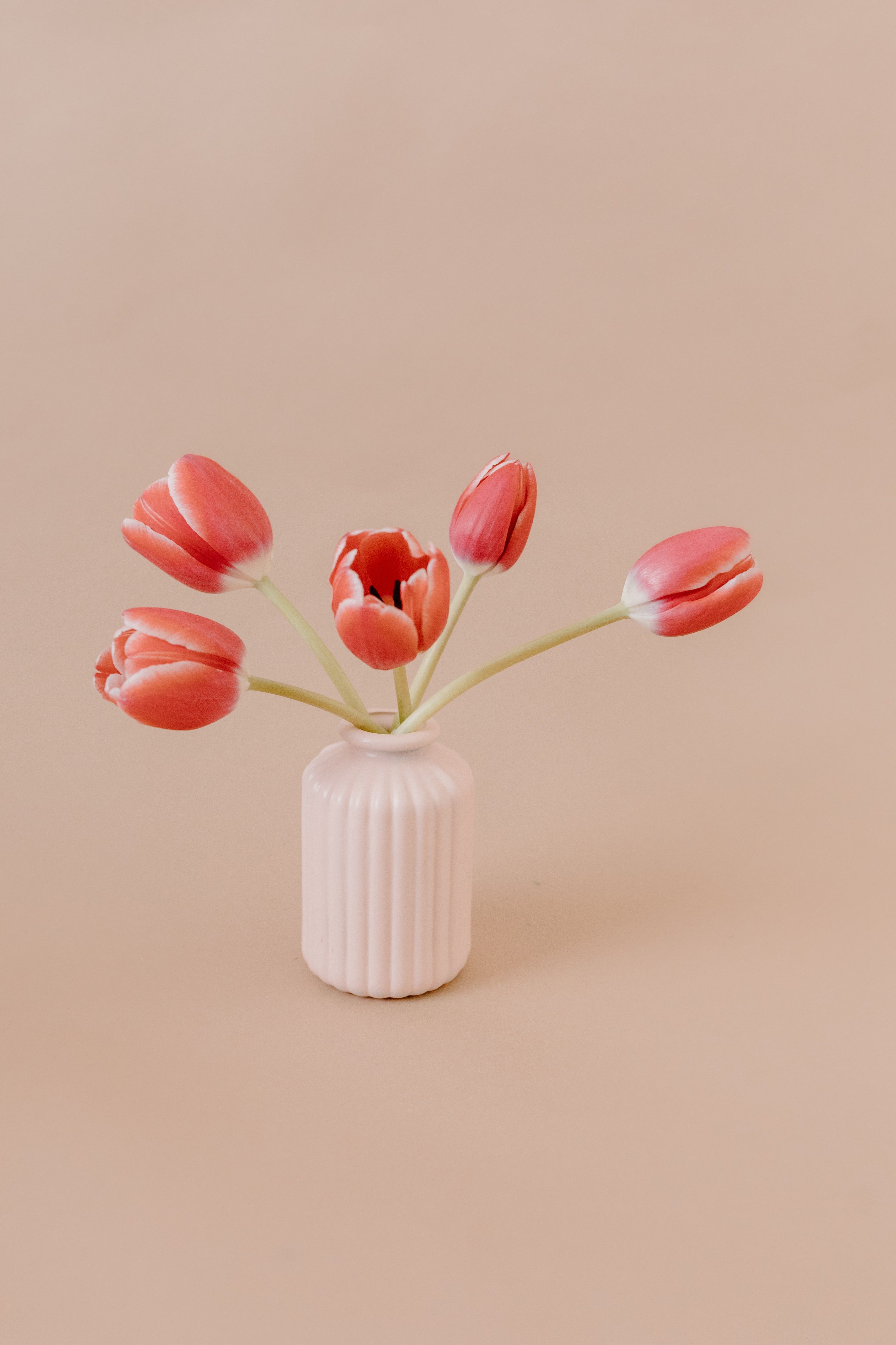 How To Care For Tulips So They Stay Fresher For Longer - Brit + Co