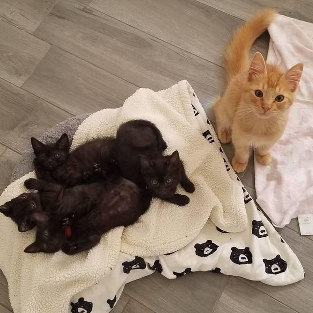 Orange Kitten Hops the Fence to Join Litter of Smaller Kittens and