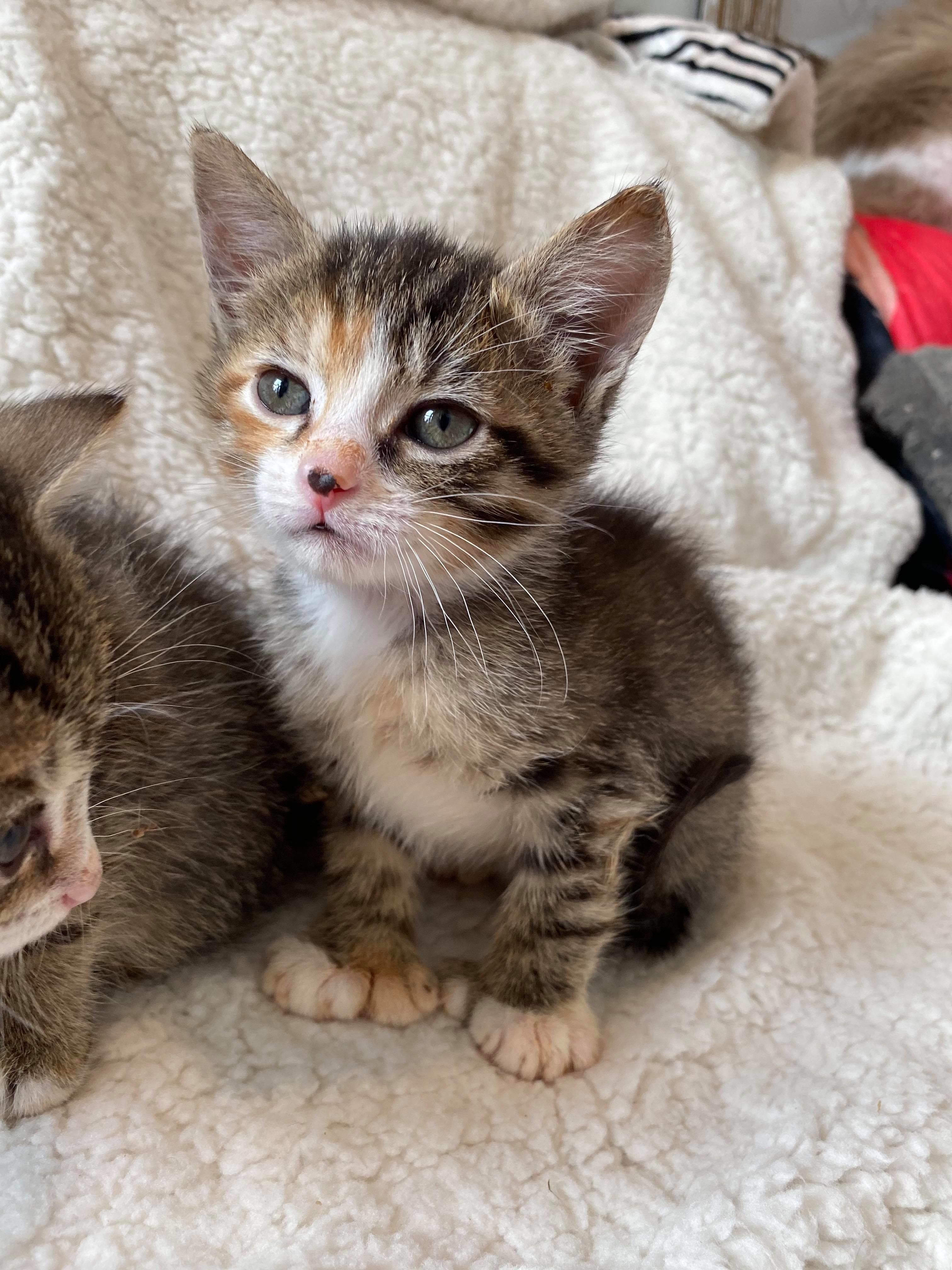 Kittens with hot sale mitten paws