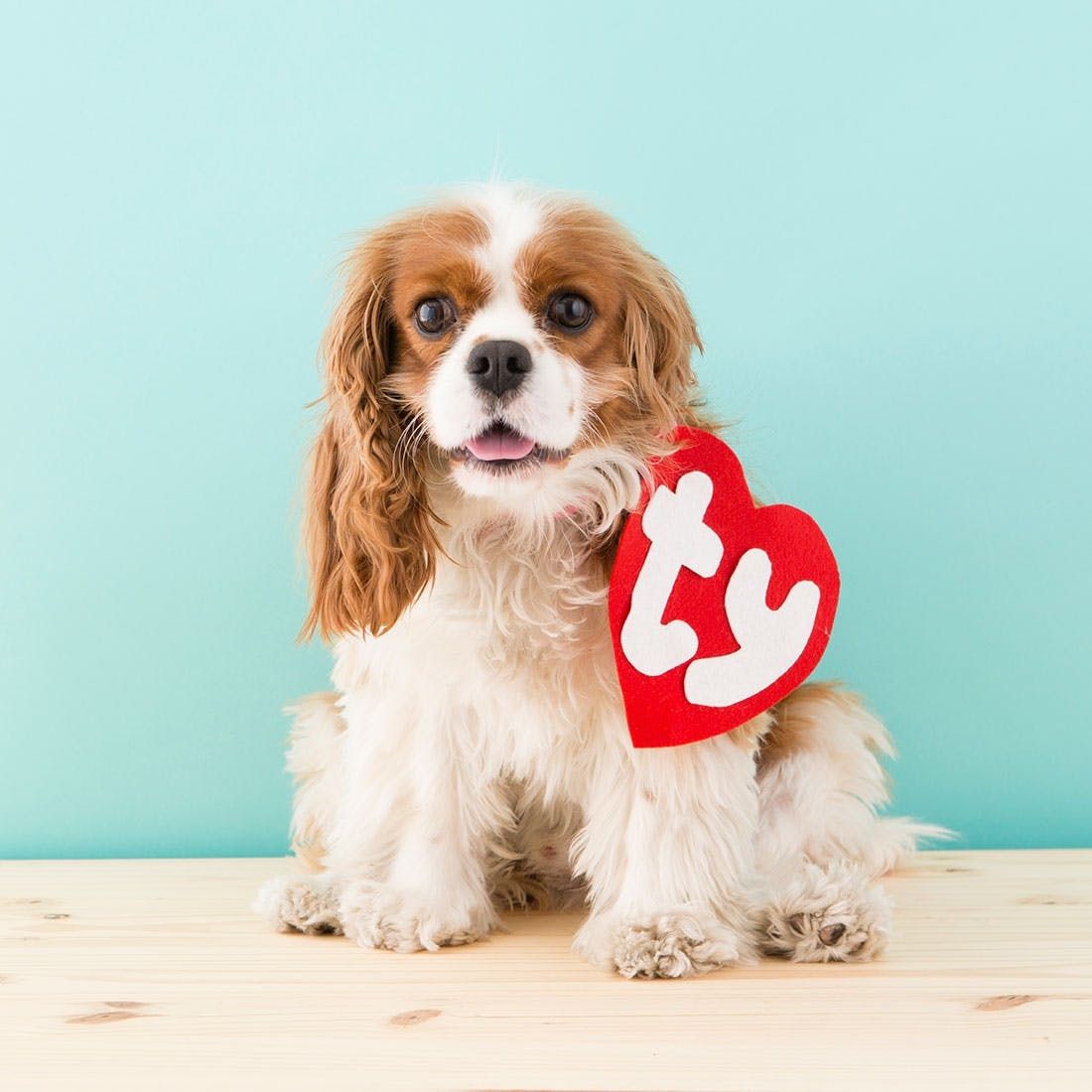 Dog costume shop for baby