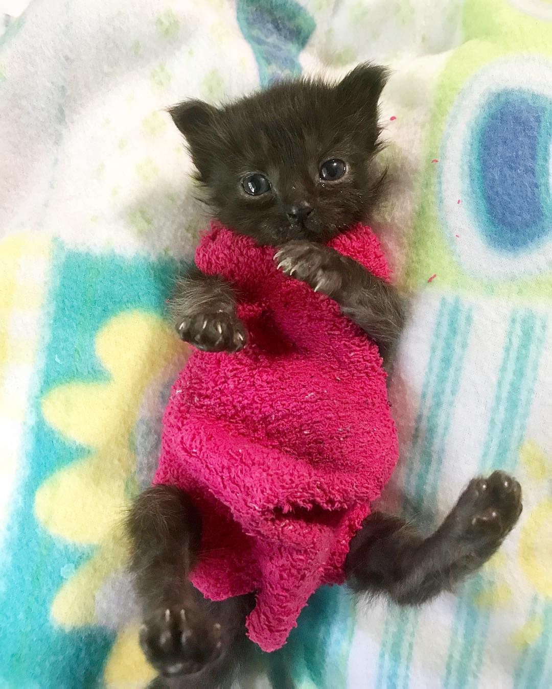 Cat shop sock sweater