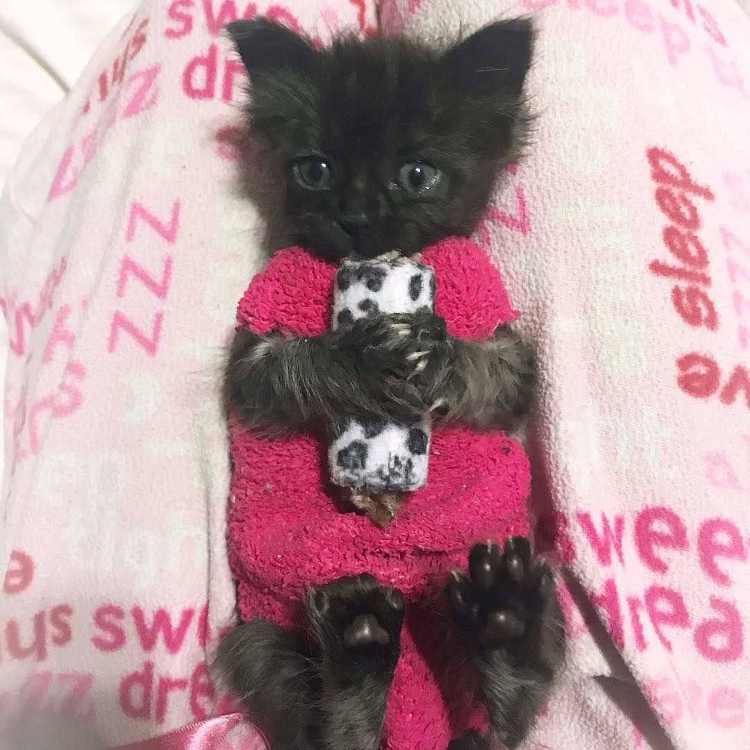 Kitten shop sock sweater