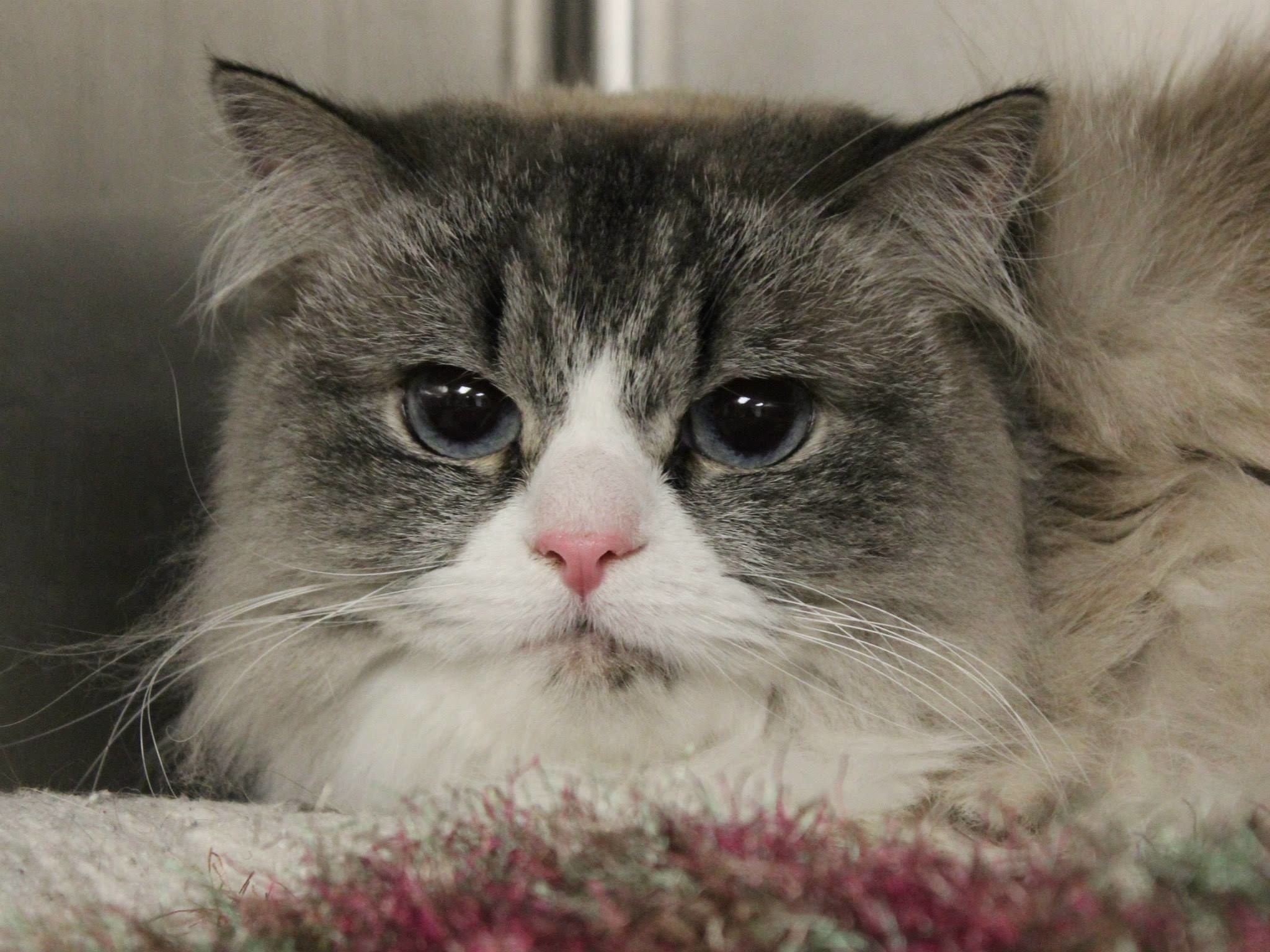 Grumpy Shelter Cat Gets Adopted. Doesn't He Look Happy Now? - Love Meow