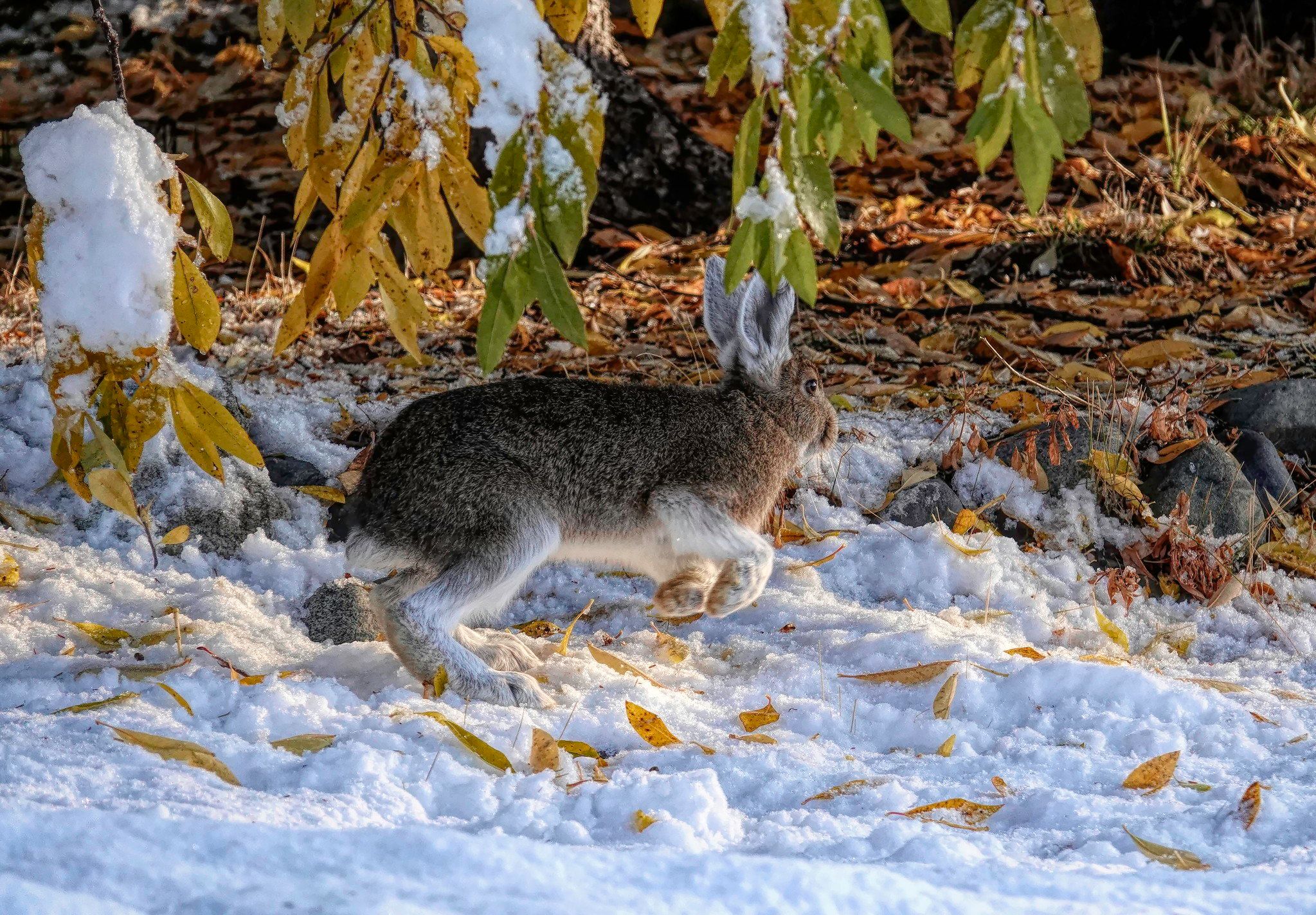 Of lemmings and snowshoe hares: the ecology of northern Canada