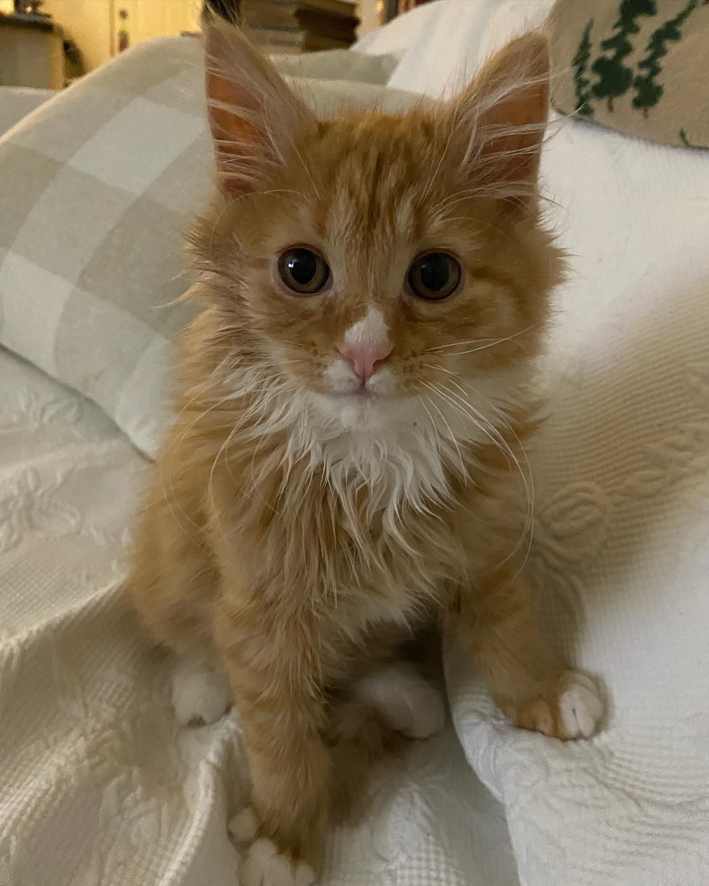 Despite growing up feral, El Paso has the gentlest soul and we are SMITTEN.  ❤️‍🩹 He came in from our Bramble colony for a neuter, but we discovered  he, By Tinykittens