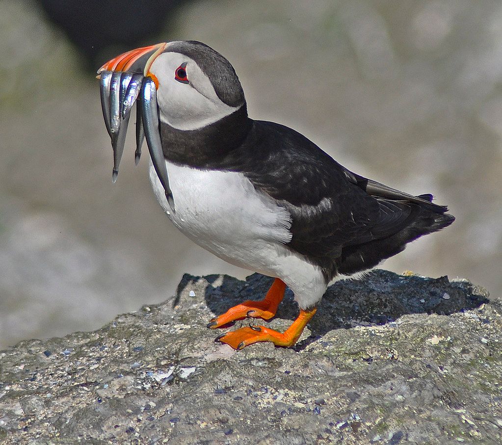 A Puffin Comeback, Science