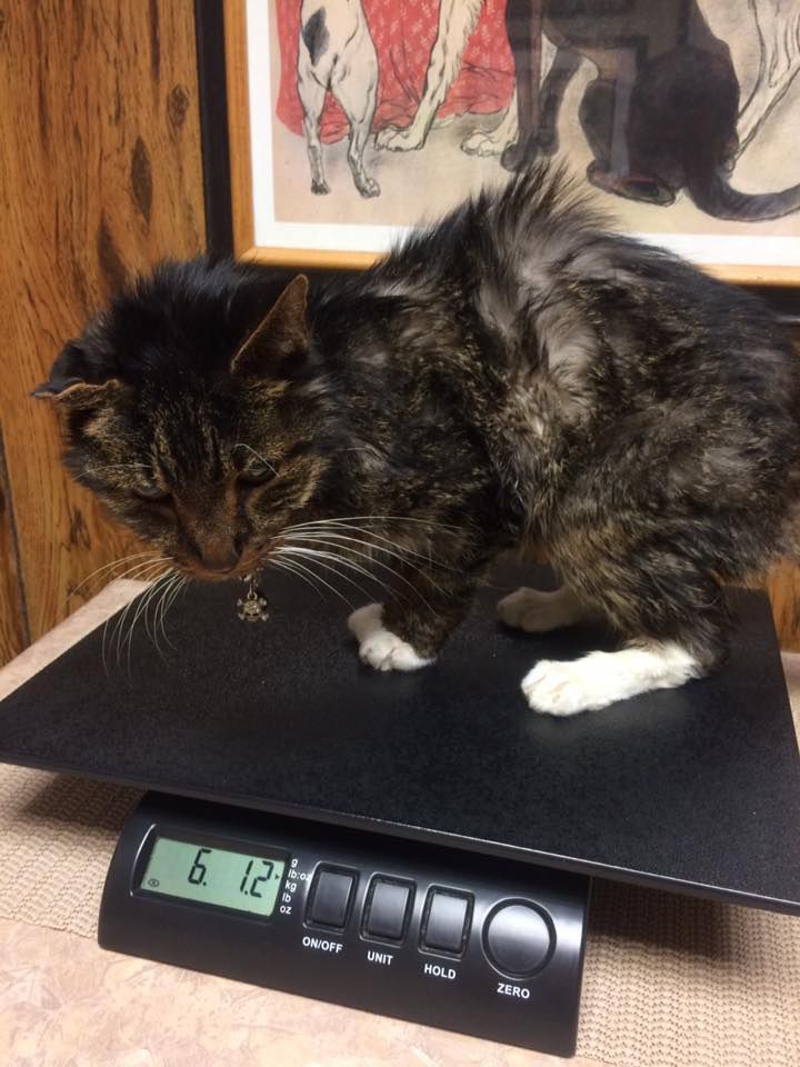 Animal charity sends weight warning after cat tips scales at 24lb – The  Irish News