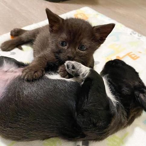 Kittens Become Sweetest Friends to Pups Before Finding Their 