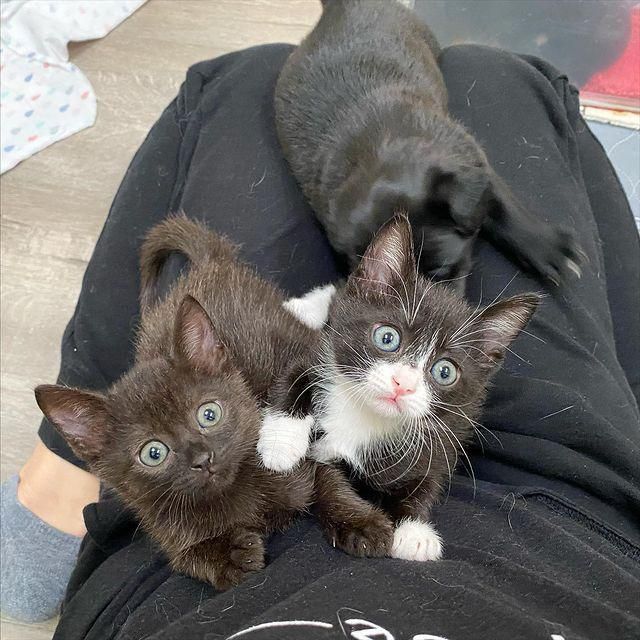 Kittens Become Sweetest Friends to Pups Before Finding Their 