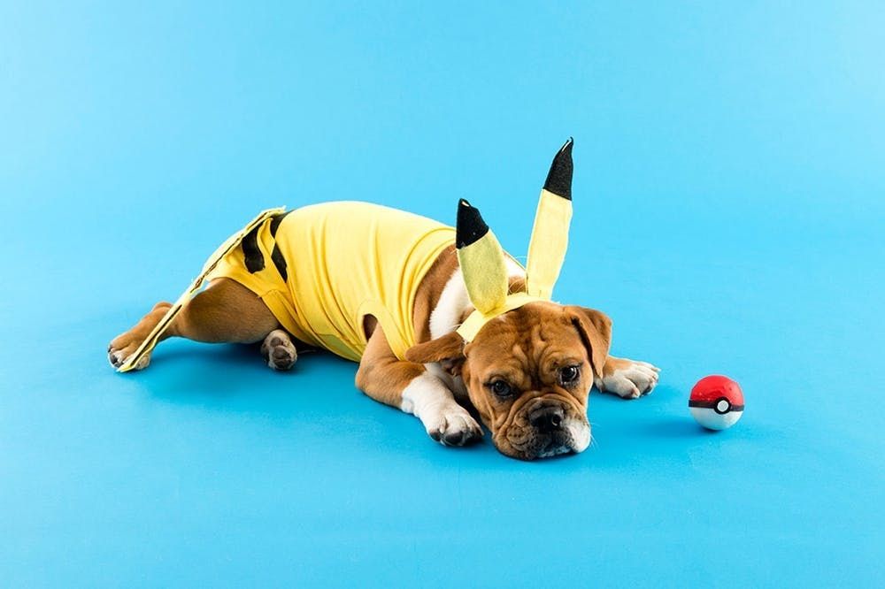 Pikachu 2025 dog costume