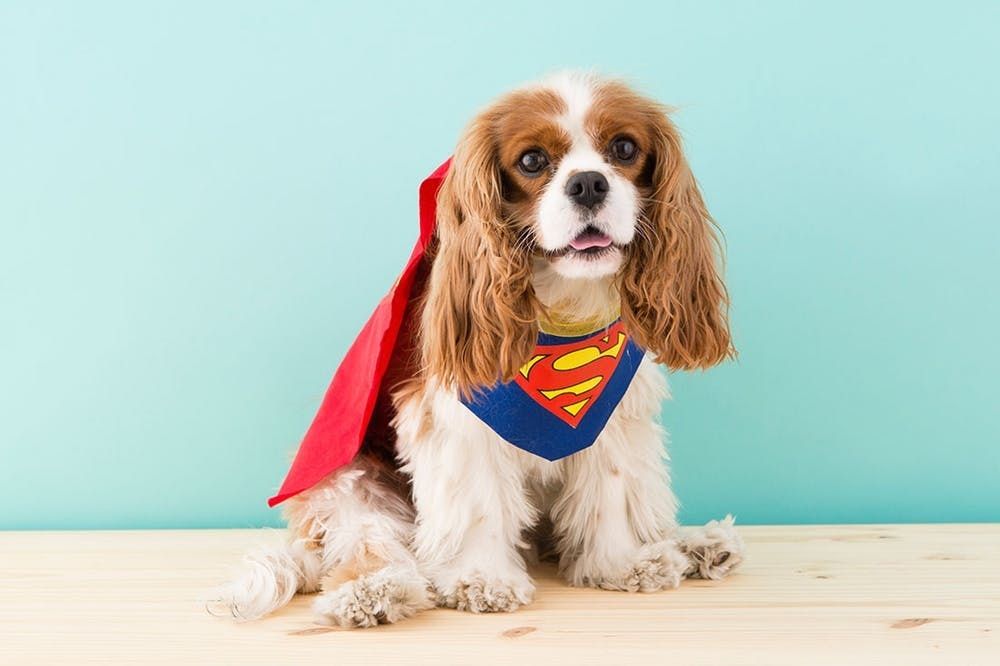 Cocker spaniel outlet costume