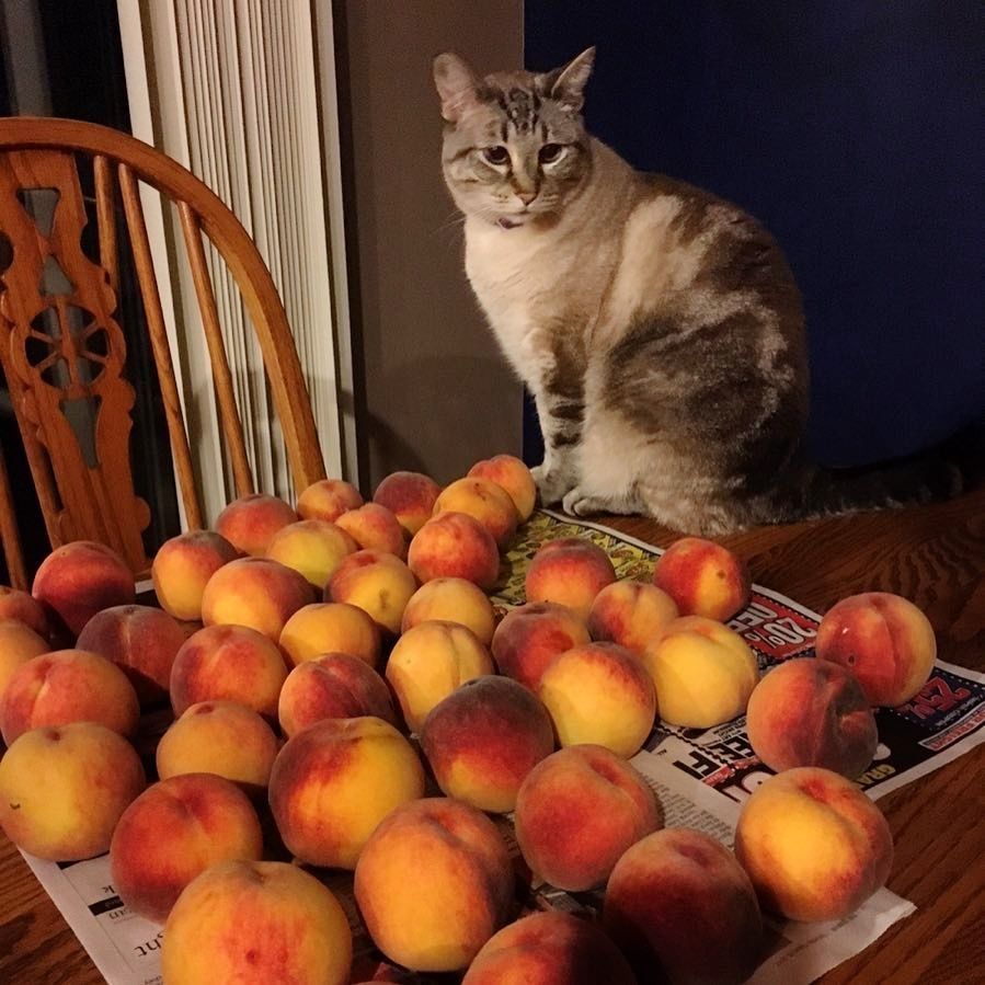 Cat store loves peaches