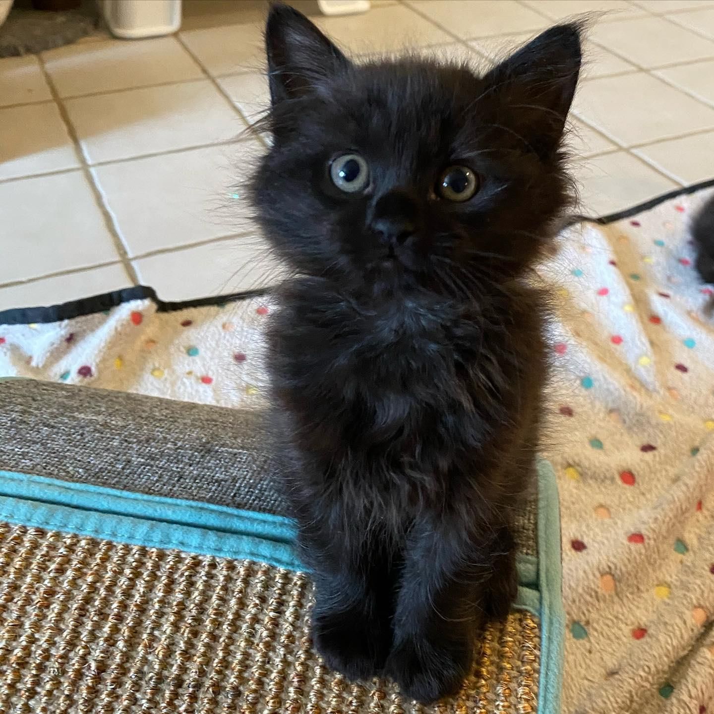 Meet Maisy, my eight-week-old blue-eyed black kitten : r/blackcats