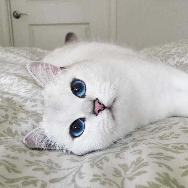 Prettiest hot sale cat eyes