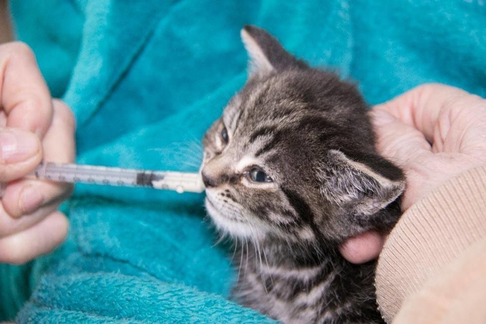 5-week-old kitten named Applesauce rescued from freezing