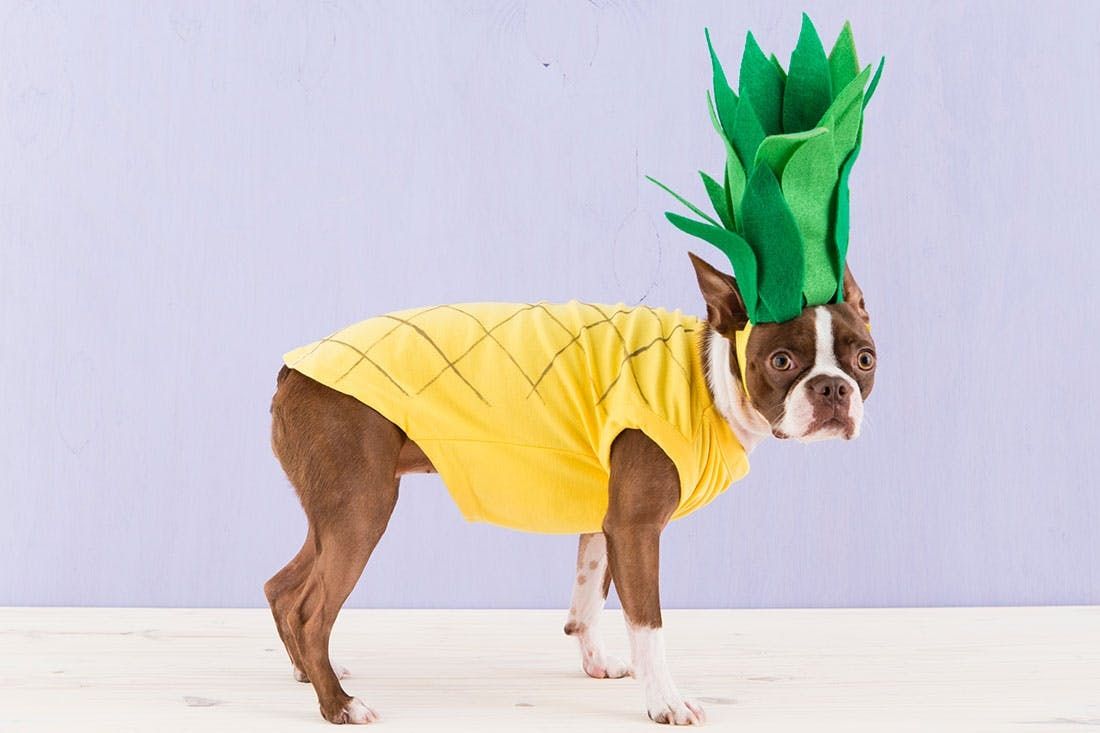 Cyeollo Dog Halloween Costume Pineapple Dress-Up Costumes Outfits