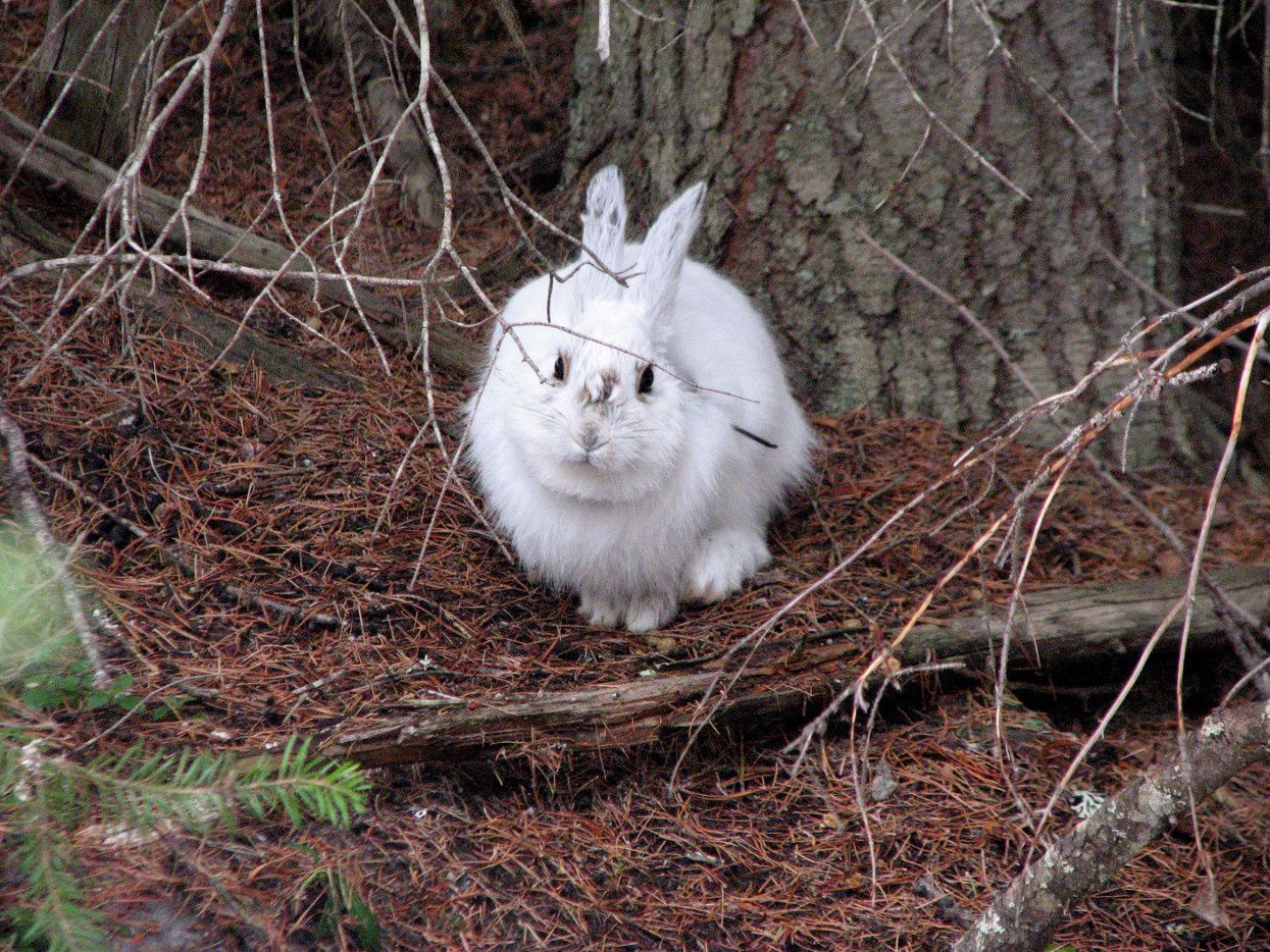 Animals with white winter camouflage could struggle to adapt to climate  change - Carbon Brief