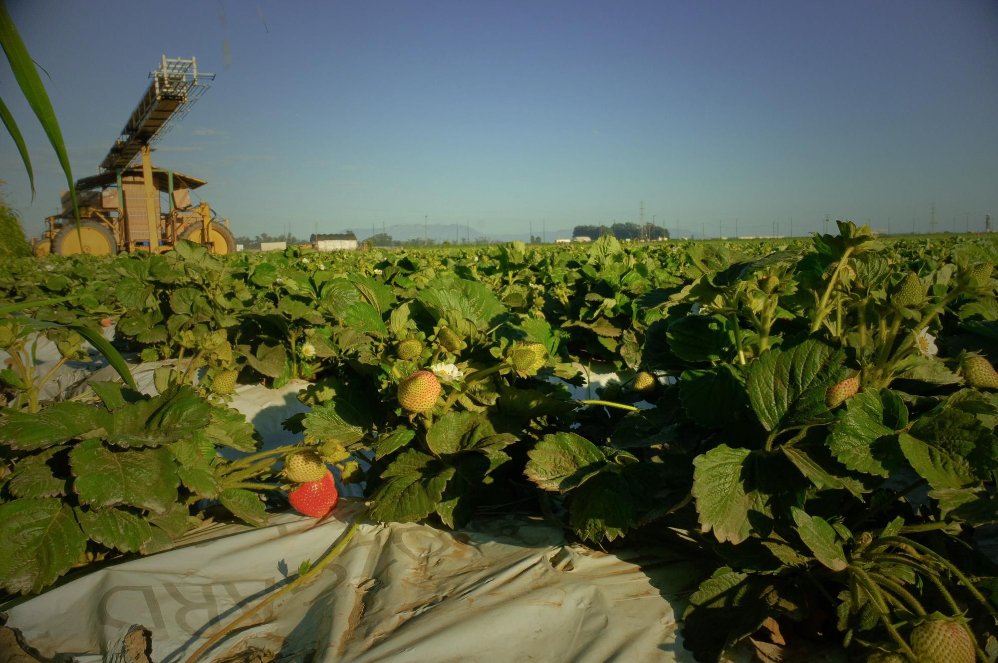 California's new pesticide notification system aims to protect