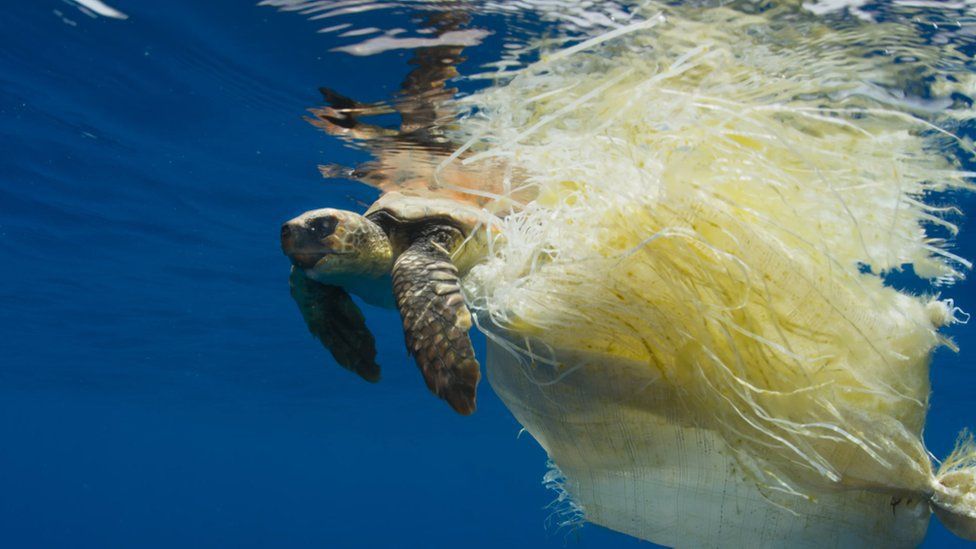 Beer company creates edible 6-pack rings that feed sea turtles and fish  instead of harming them