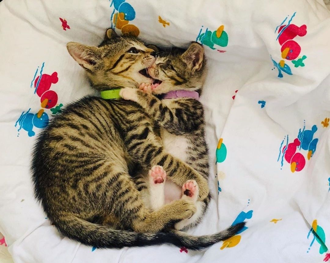 A Blind Kitten Guided by Her BFF Teaches Us How to “Share the Love